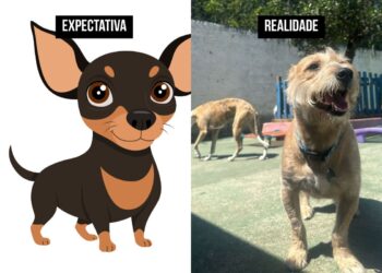 Cachorro “porte P” cresce e aparência surpreende tutora. Veja fotos