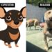 Cachorro “porte P” cresce e aparência surpreende tutora. Veja fotos