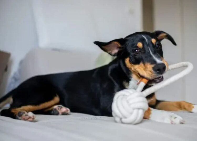 Cães podem desenvolver comportamento parecido com vício, diz estudo
