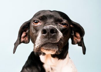 Cães também podem ter paralisia facial; veterinária revela os sinais