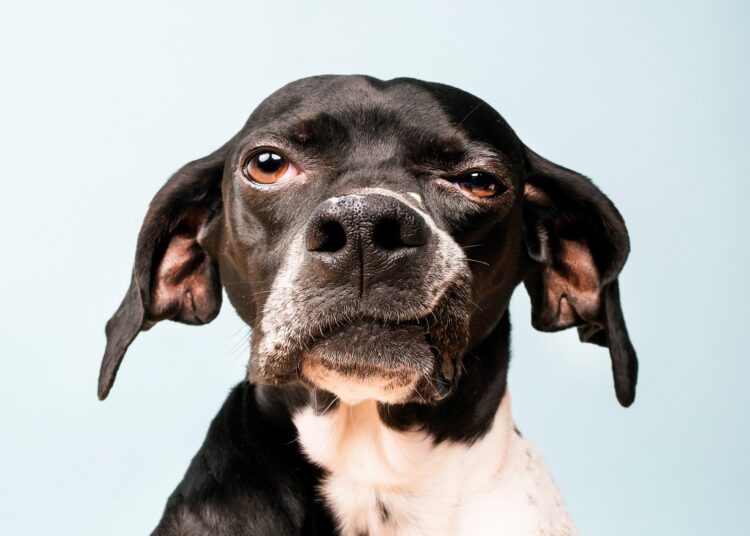 Cães também podem ter paralisia facial; veterinária revela os sinais