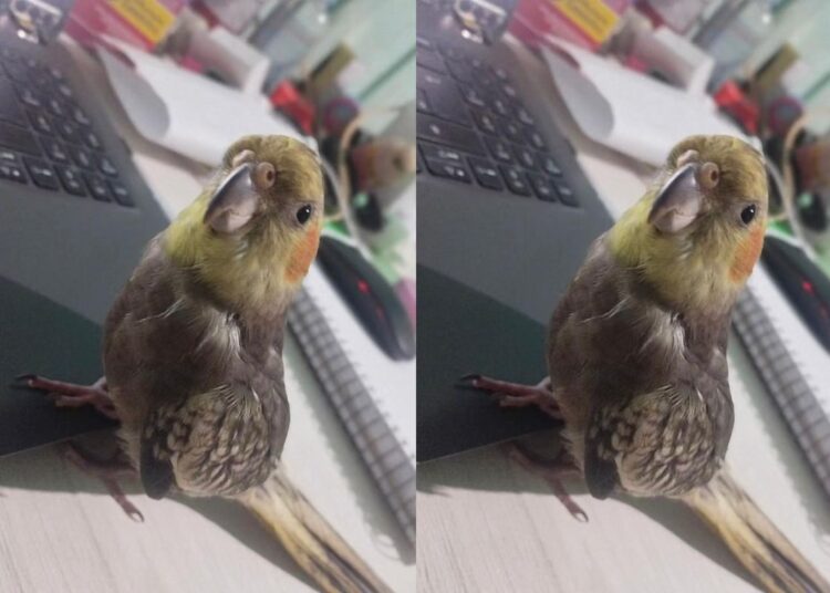 Calopsita envia mensagens pelo WhatsApp de tutora sem ela perceber