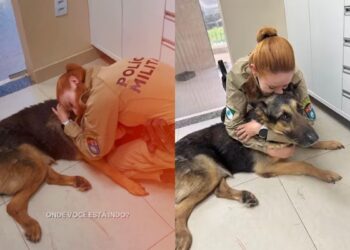 Cão policial é submetido à eutanásia após câncer e despedida emociona