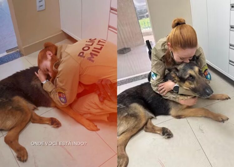 Cão policial é submetido à eutanásia após câncer e despedida emociona