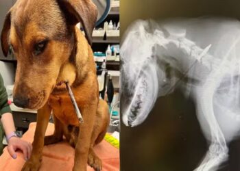 Cão sobrevive a ataque de flecha e emociona ao ganhar novo lar nos EUA