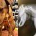 Cão sobrevive a ataque de flecha e emociona ao ganhar novo lar nos EUA