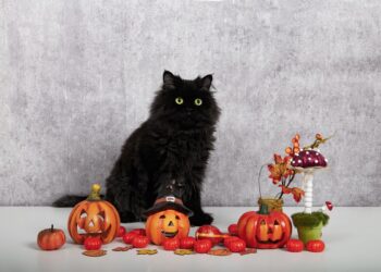 Cidade toma medida drástica para proteger gatos pretos no Halloween