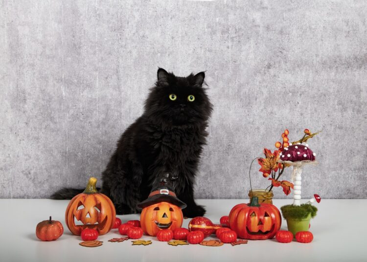 Cidade toma medida drástica para proteger gatos pretos no Halloween