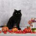Cidade toma medida drástica para proteger gatos pretos no Halloween