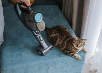 Confira 5 raças de gato ideais para quem quer menos pelos em casa