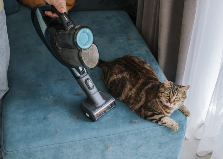 Confira 5 raças de gato ideais para quem quer menos pelos em casa