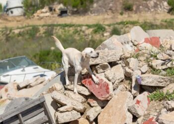 Conheça Cam, cachorro que saiu do abrigo para resgatar outras vidas