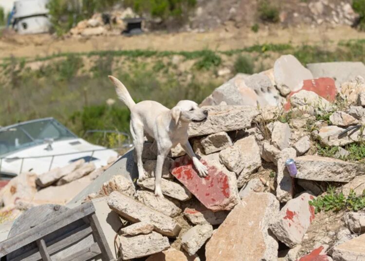 Conheça Cam, cachorro que saiu do abrigo para resgatar outras vidas