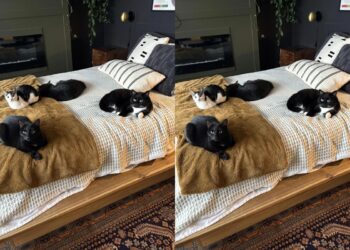 Coração de mãe sempre cabe mais um: mulher viraliza ao adotar 7 pets