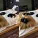 Coração de mãe sempre cabe mais um: mulher viraliza ao adotar 7 pets