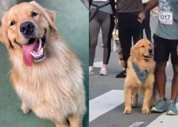 Corrida em quatro patas: conheça Cássio, o golden atleta e corredor