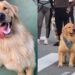 Corrida em quatro patas: conheça Cássio, o golden atleta e corredor
