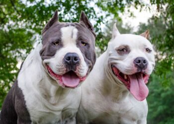 Decreto estadual proíbe criação e venda de pit-bulls e outras 11 raças