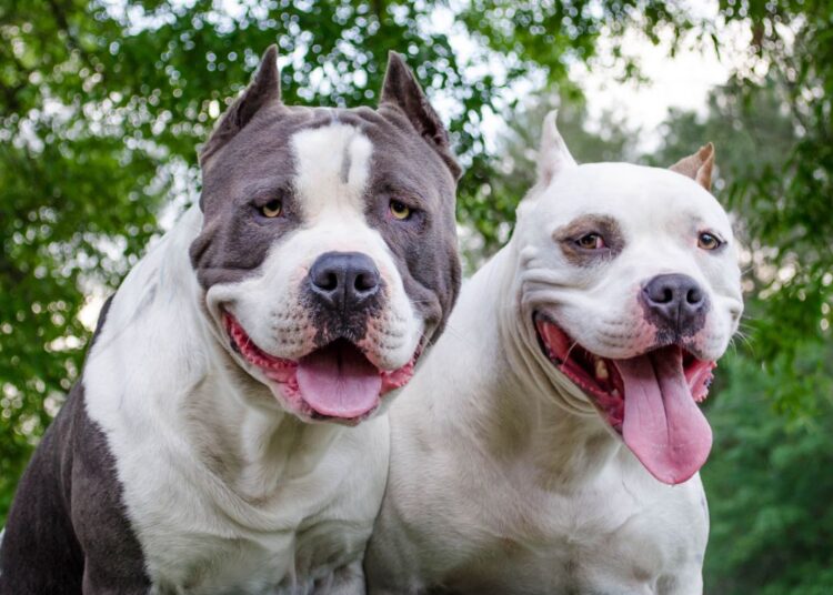 Decreto estadual proíbe criação e venda de pit-bulls e outras 11 raças