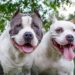 Decreto estadual proíbe criação e venda de pit-bulls e outras 11 raças