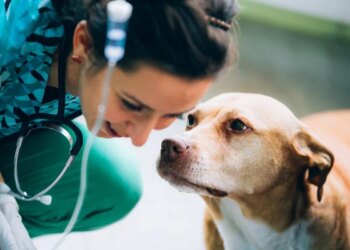 Doação de sangue pet? O seu bichinho pode ajudar cães e gatos no DF