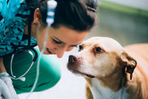 Doação de sangue pet? O seu bichinho pode ajudar cães e gatos no DF