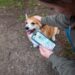 Estudo revela como a tecnologia afeta o vínculo entre humanos e cães