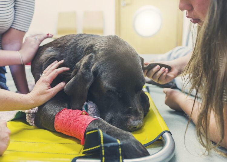 Eutanásia em pets: veterinária orienta em quais casos ela é indicada
