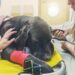 Eutanásia em pets: veterinária orienta em quais casos ela é indicada