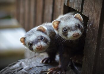 Furão como pet: tudo que os tutores precisam saber antes de ter um