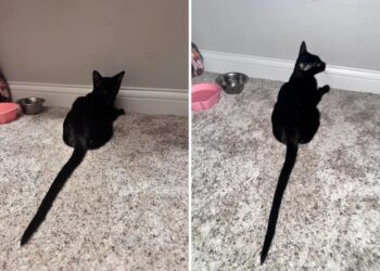 Gato resgatado viraliza com rabo gigante e surpreende as redes sociais