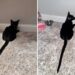 Gato resgatado viraliza com rabo gigante e surpreende as redes sociais