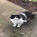 Gato visita mulher e encontro revela coincidência extraordinária