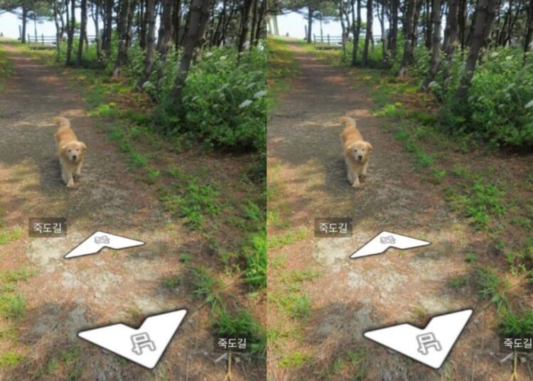 Golden vira sensação ao aparecer em mais de 1.000 fotos do Google