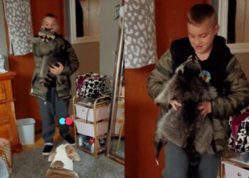 Mãe entra em pânico ao ver filho com animal selvagem em casa. Entenda