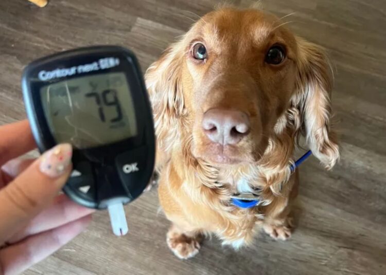 Mesmo à distância, cão de serviço alerta mãe de criança com diabetes