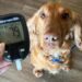 Mesmo à distância, cão de serviço alerta mãe de criança com diabetes
