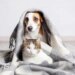 Pets e álcool: risco de intoxicação exige atenção de tutores