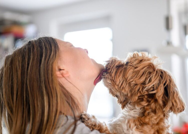 Por que você deveria evitar ser lambido no rosto por seu cachorro