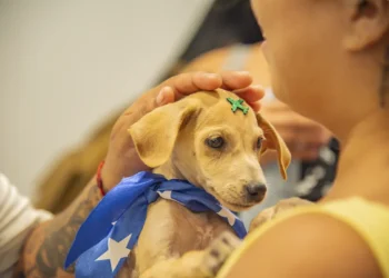 No momento, você está visualizando Prefeitura promove nova edição do PetDay com incentivo à adoção de cães e gatos