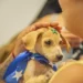 No momento, você está visualizando Prefeitura promove nova edição do PetDay com incentivo à adoção de cães e gatos