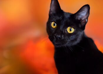 Proteja gatos pretos! Entenda o estigma histórico contra esses animais