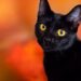 Proteja gatos pretos! Entenda o estigma histórico contra esses animais