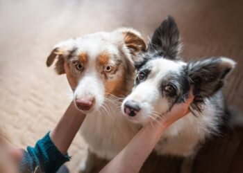 Quem é quem? 6 pares de raças de cachorro que costumam ser confundidas