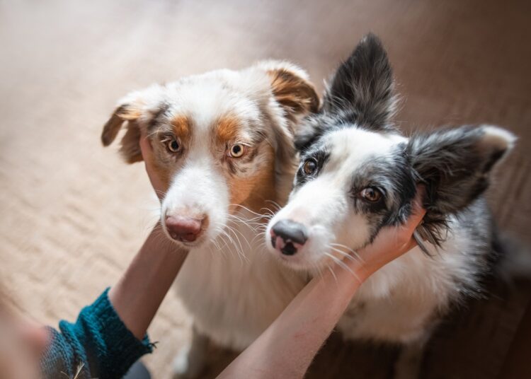 Quem é quem? 6 pares de raças de cachorro que costumam ser confundidas