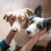 Quem é quem? 6 pares de raças de cachorro que costumam ser confundidas