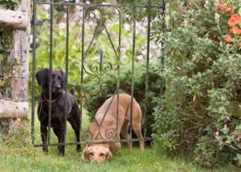 Seu cachorro fugiu? Veterinário explica como agir nessa situação