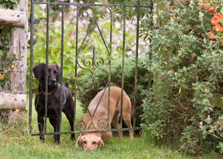 Seu cachorro fugiu? Veterinário explica como agir nessa situação