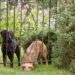 Seu cachorro fugiu? Veterinário explica como agir nessa situação