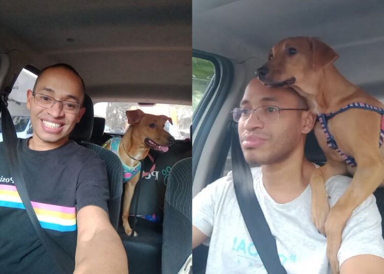 “Taxista de pets” volta a trabalhar após acidente; relembre a história